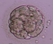 6-cell Grade III